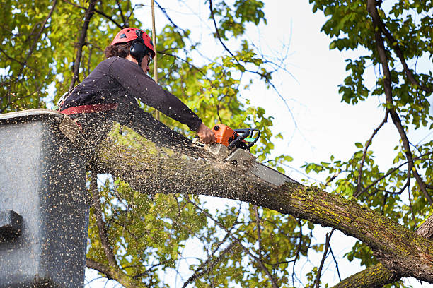 Best Tree Disease Treatment  in Marysville, WA